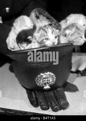 Un Gatto Randagio Che Entrato Nella Sede Della Polizia Di Newcastle