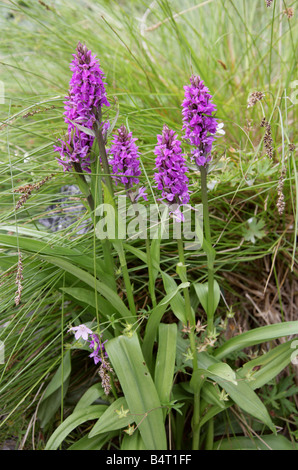 Sud della palude, orchidea Dactylorhiza Praetermissa, Orchidaceae, Europa Foto Stock