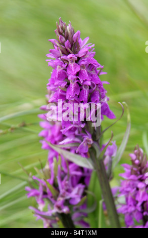 Sud della palude, orchidea Dactylorhiza Praetermissa, Orchidaceae, Europa Foto Stock