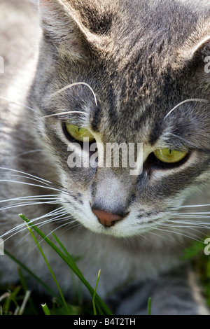 Close up di un grigio tabby cat Foto Stock