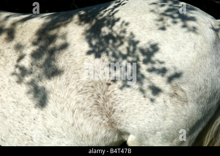 Un selvaggio pony bianco nella nuova foresta, Hampshire, Inghilterra Foto Stock