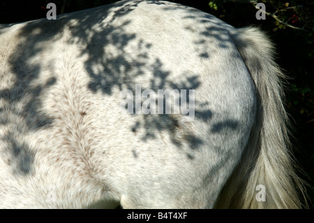 Un selvaggio pony bianco nella nuova foresta, Hampshire, Inghilterra Foto Stock