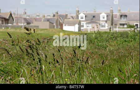 Erbe crescere vicino al golf Inverallochy, sulla costa nord-est della Scozia Foto Stock