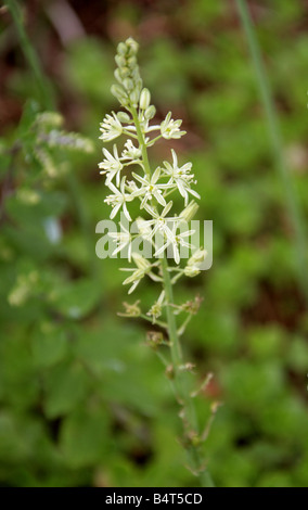 Spiked Stella di Betlemme, Prussiani, selvatici o bagno o asparagi Pirenei Stella di Betlemme, Ornithogalum pyrenaicum Hyacinthaceae Foto Stock