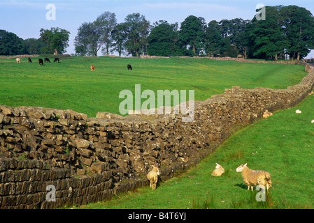 Inghilterra, Northumbria, il vallo di Adriano a Birdoswald Foto Stock