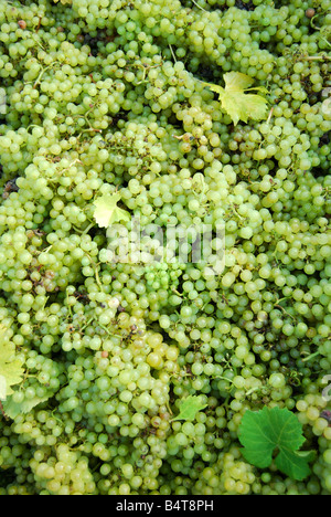 Di recente le uve raccolte in bin, Lamberhurst Vigna Lamberhurst giù, Lamberhurst, Kent, Regno Unito Foto Stock