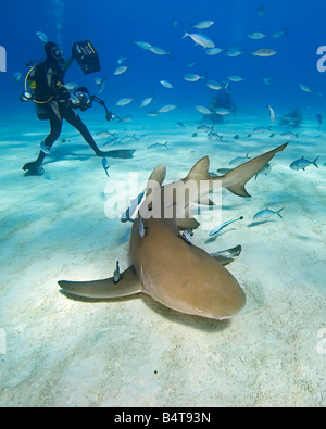 Lo squalo limone Negaprion brevirostris e subacquei West End Grand Bahama Oceano Atlantico Foto Stock