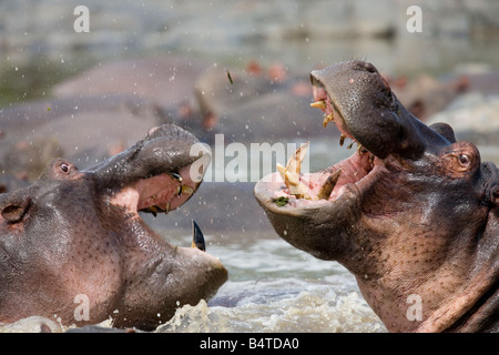 Ippopotami combattimenti di Hippopotamus amphibius Ratama Piscina Fiume Seronera Serengeti Tanzania Foto Stock