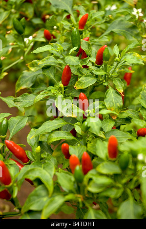 Peperoncino peperoncino peperoncino peperoncino peperoncino peperoncino piante in primo piano in orto Foto Stock