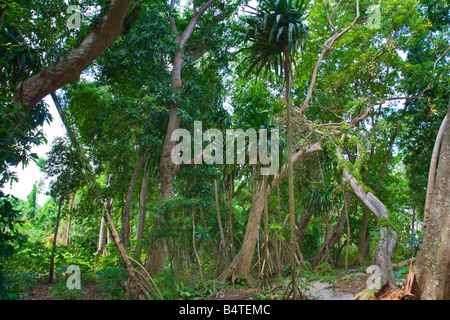 La foresta pluviale su Sipadan Island nr Semporna Sabah Malaysia Foto Stock