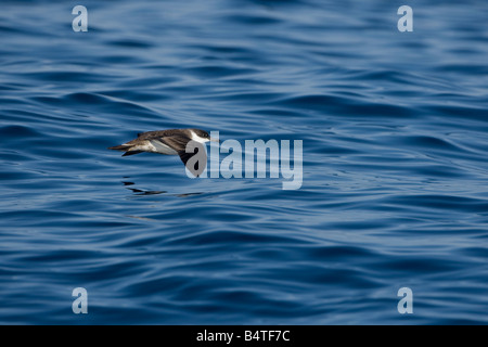 Grande Shearwater Puffinus gravis Foto Stock