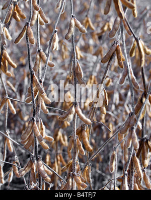 Pronto a scegliere i fagioli di soia in un campo di semi di soia. Foto Stock