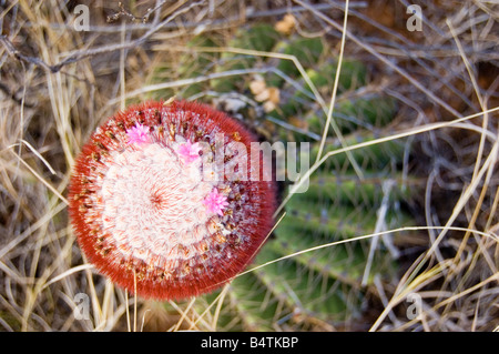 Testa di papi turchi tappo canna Cactus San Giovanni USVI Foto Stock