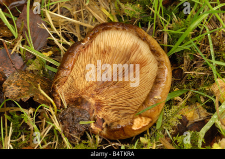 Brown Rollrim fungo, paxillus involutus, Caldons legno, Cree Valley, Dumfries & Galloway Foto Stock