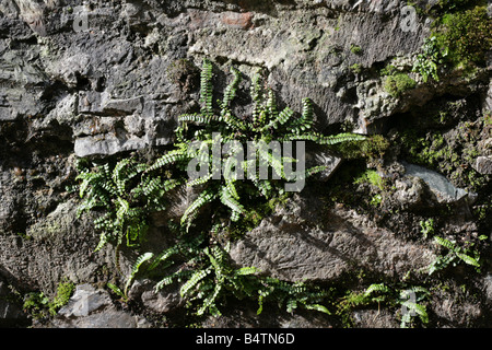 Asplenium viride, Green Spleenwort, su una parete di ponte, Newcastle contea di Down, Irlanda Foto Stock