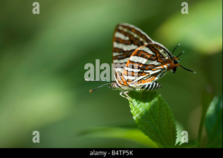 Cigaritis vulcanus. Silverline comune butterfly nella campagna indiana. Andhra Pradesh, India Foto Stock