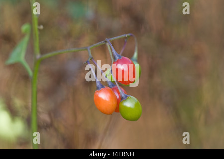 Agrodolce (Woody Nightshade) Solanum dulcamara close-up di mature e frutti immaturi Foto Stock