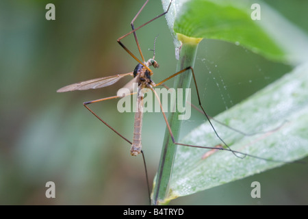Gru-fly Tipula oleracea adulto a riposo su un impianto di stelo Foto Stock
