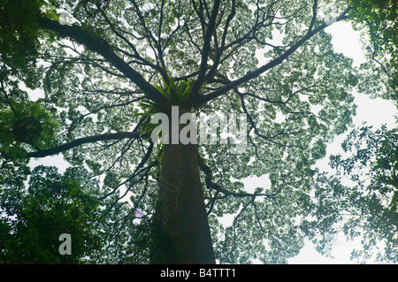 Un grande albero della foresta pluviale a analizzato Hot Springs al piede di Mt Kinabalu Sabah Malaysia Foto Stock