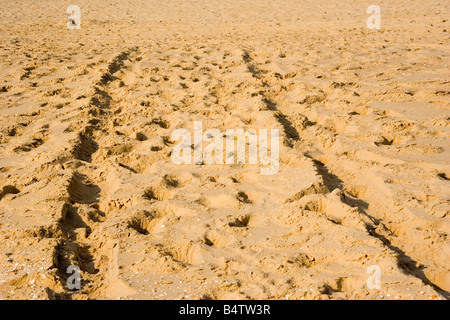 Jeep tracce su una spiaggia di sabbia in luce calda del sole Foto Stock