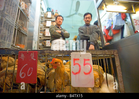 Negozianti al Wan Chai mercato bagnato in Hong Kong orgogliosi di mostrare i loro polli vivi in vendita. Foto Stock