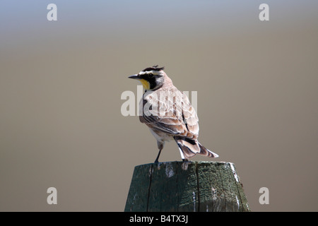 Cornuto Lark Eremophila alpestris in appoggio sul palo da recinzione da ghiaia via vicino Lago Rubino in Montana in luglio Foto Stock