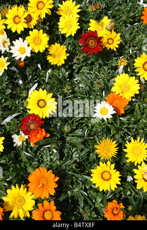 Selezione di fiori colorati per la vendita nel Centro giardino Foto Stock
