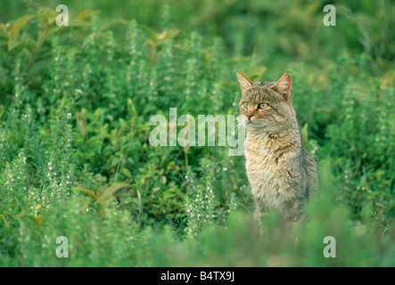 African gatto selvatico (Felis libyca) Caccia in erba lunga, Selvagge, Serengeti National Park, Tanzania Foto Stock