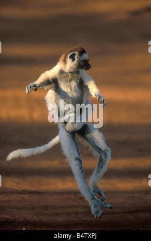 La Verreaux Sifaka Lemur (Propithecus verreauxi) salta con baby, Berenty Riserva, Madagascar, in via di estinzione Foto Stock
