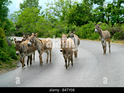 Pack di muli su strada in Montenegro Foto Stock