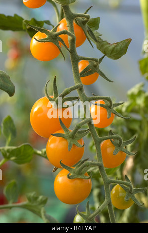 Travatura di ripe " Golden Cherry' pomodori Foto Stock