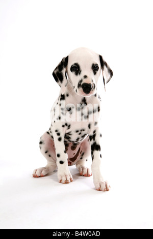 Due mesi di vecchio cucciolo dalmata con macchie nere seduto sul pavimento bianco con sfondo bianco Foto Stock