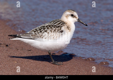 Sanderling Calidris alba Duluth St Louis County Minnesota USA 22 Settembre Scolopacidae giovanile Foto Stock