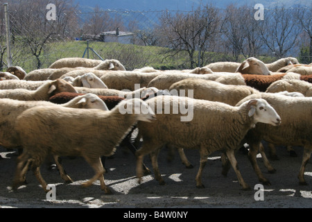 Un gregge di pecore nel villaggio Capilerilla in Alpujarra di Granada, Spagna Foto Stock