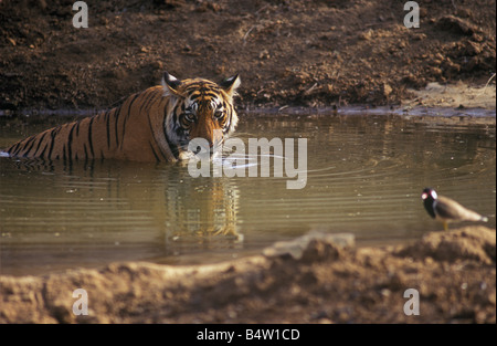 Tigre del Bengala raffreddamento in estate (Panthera Tigris) Foto Stock