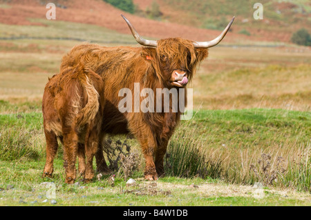 Mucca delle Highland in aperta brughiera con il suo vitello accanto, fotografata nelle Highlands scozzesi. Foto Stock