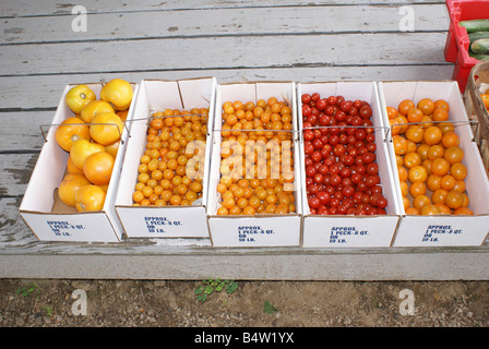 Varietà di pomodori Foto Stock