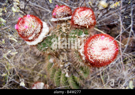 Testa di papi turchi tappo canna Cactus San Giovanni USVI Foto Stock