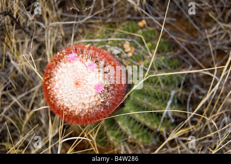 Testa di papi turchi tappo canna Cactus San Giovanni USVI Foto Stock