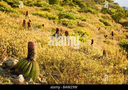 Testa di papi turchi tappo canna Cactus San Giovanni USVI Foto Stock