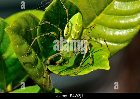 Primo piano di un verde Lynx Spider (Peucetia viridans) Foto Stock