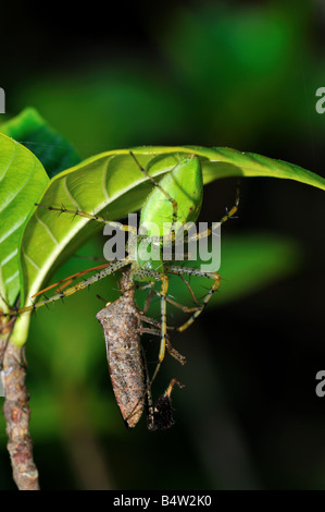 Un verde lynx spider (Peucetia viridans) in preda a un bug. Foto Stock