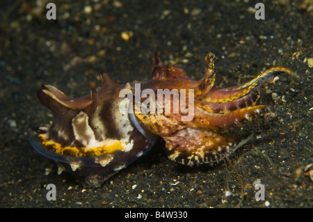 La seppia Flamboyant Metasepia pfefferi un tipo di seppie che si verifica solo in tropicali del Sud Pacifico Foto Stock