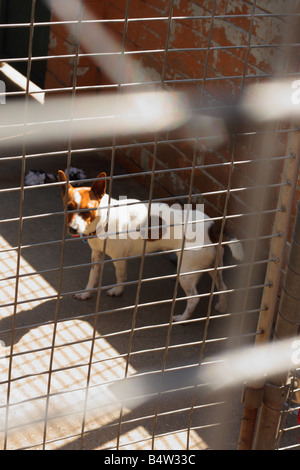 Animale salvato dietro le sbarre Foto Stock