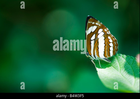 Neptis hylas . Marinaio comune farfalla posata sulla foglia nella campagna indiana. Andhra Pradesh, India Foto Stock