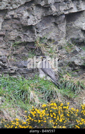 Falco pellegrino Falco peregrinus avvicinamento femmina NEST LEDGE Foto Stock