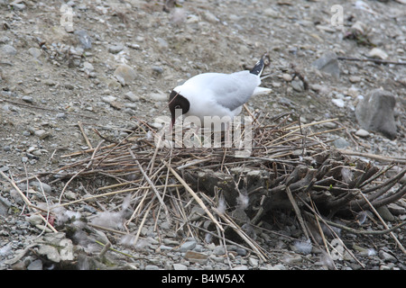 Testa nera GULL Larus ridibundus a nido con uova Foto Stock