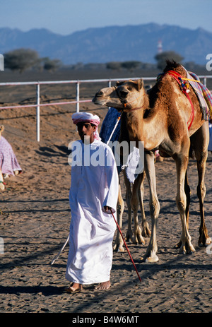 Oman, Sharqiyah, corse di cammelli sono guidati verso la startline Al Shariq race track sulla frangia del Wahiba Sands Foto Stock