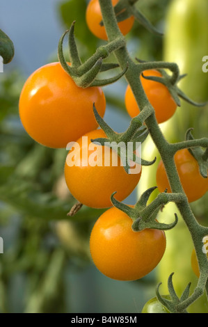 Travatura di ripe " Golden Cherry' pomodori Foto Stock