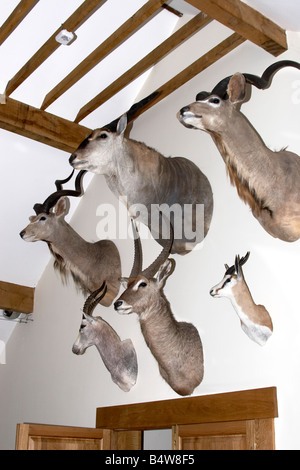 Colpo ripieni di selvaggina selvatica trofeo capi appesi in una casa privata Hampshire England Regno Unito Foto Stock